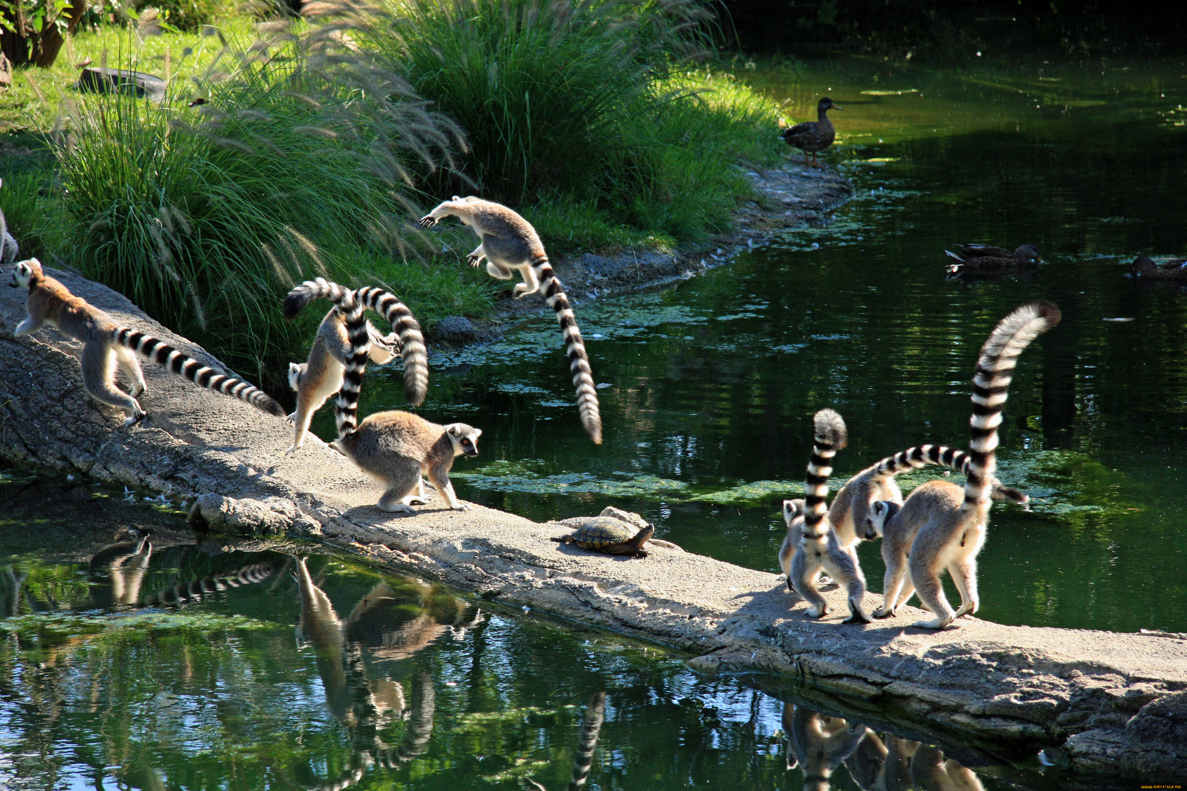 , , lemur, monkey, turtle, jumping